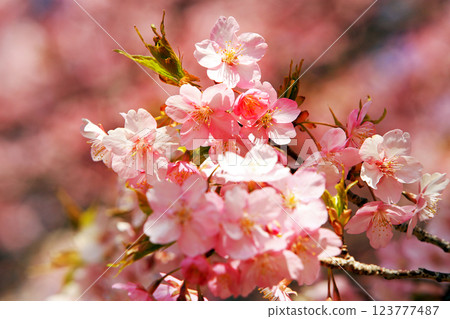 神奈川縣松田町的河津櫻花 - 西幡平公園的櫻花盛開 神奈川縣松田町的河津櫻花 - 西幡平公園的櫻花盛開 123777487