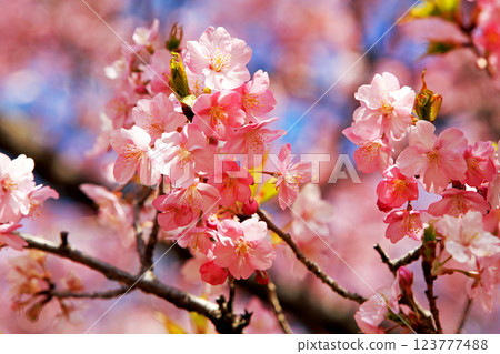Kawazu cherry blossoms in Matsuda Town, Kanagawa Prefecture - Cherry blossoms spreading across Nishihataira Park 123777488