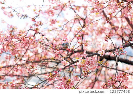 神奈川縣松田町的河津櫻花 - 西幡平公園的櫻花盛開 123777498