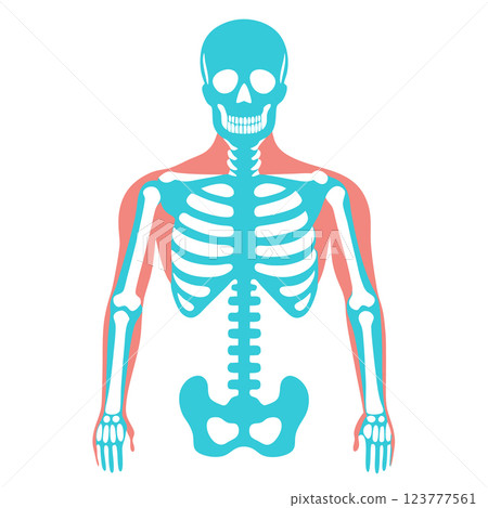 Detailed Human Skeleton Anatomy Illustration for Educational and Medical Resources Vector Graphic Detailed Human Skeleton Anatomy Illustration for Educational and Medical Resources Vector Graphic 123777561