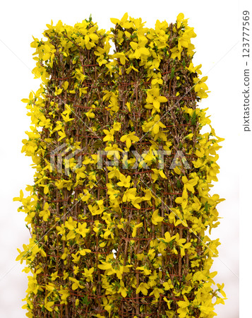 切花：連翹 123777569