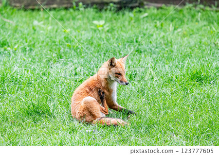 北狐 (Ezo Fox) 123777605