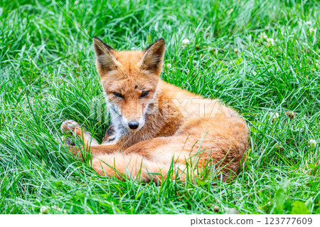 Ezo Fox (Northern Fox) Ezo Fox (Northern Fox) 123777609
