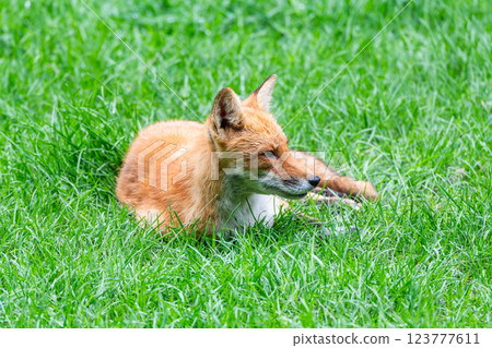 北狐 (Ezo Fox) 123777611