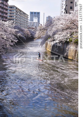 Cherry blossoms and SAP along Meguro River 123777697