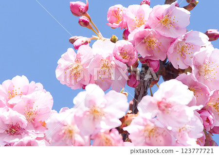 Sakura of early spring Sakura of early spring 123777721
