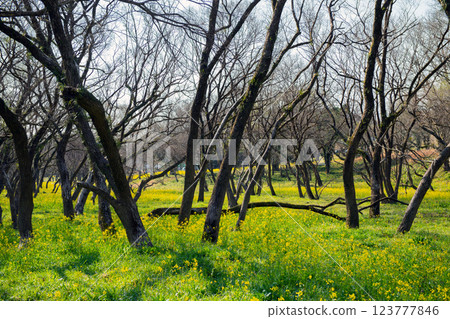 Rape blossoms in Irita, Shimanto City 123777846