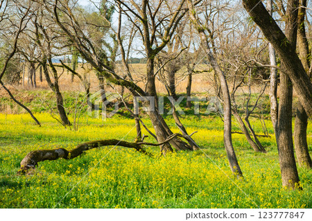 Rape blossoms in Irita, Shimanto City 123777847