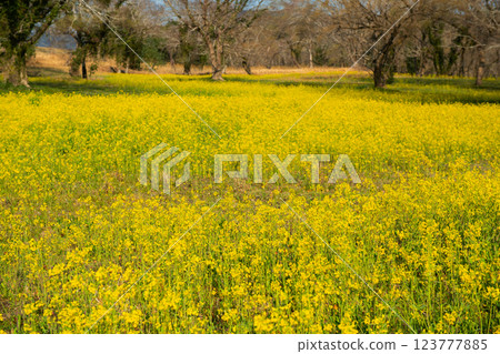 Rape blossoms in a willow forest 123777885