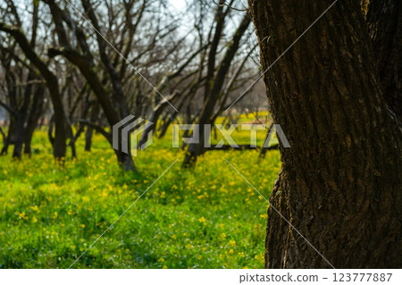 Rape blossoms in a willow forest 123777887