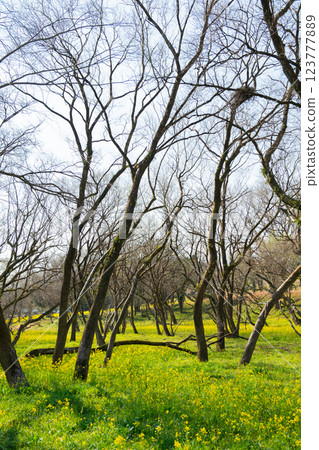 Rape blossoms in a willow forest 123777889