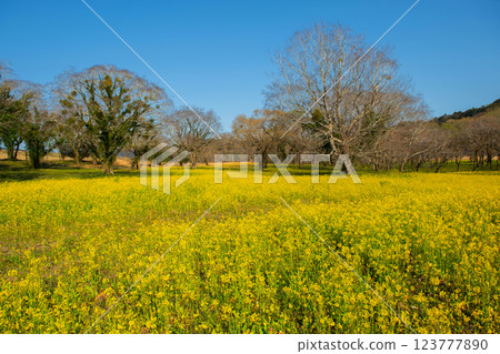 Rape blossoms in a willow forest Rape blossoms in a willow forest 123777890