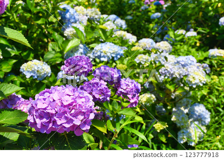 本堂寺的美麗繡球花（千葉縣松戶市） 123777918