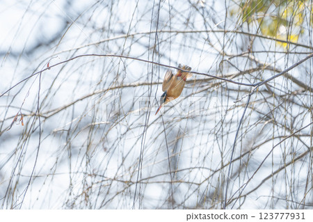 Kingfisher Flight Kingfisher Flight 123777931