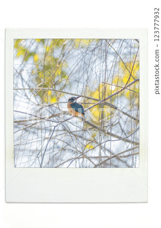 Kingfisher Polar Wind 123777932