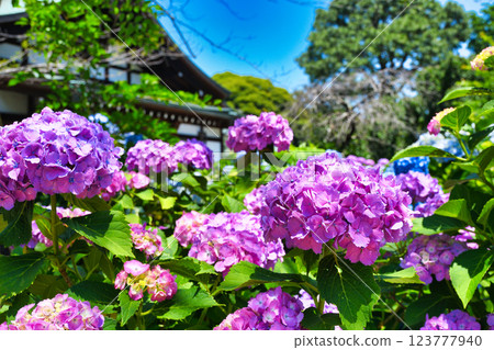 本堂寺的美麗繡球花（千葉縣松戶市） 123777940