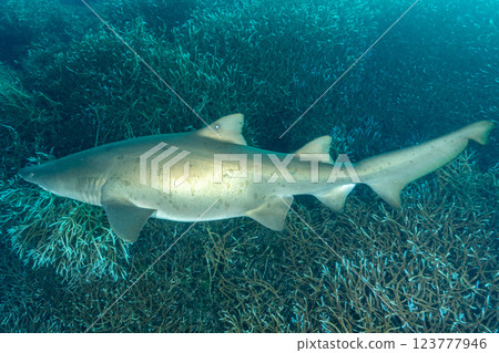 灰鯊,小笠原,東京 灰鯊,小笠原,東京 123777946