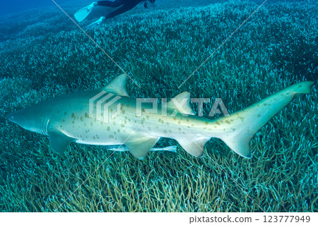 Grey Shark, Ogasawara, Tokyo Grey Shark, Ogasawara, Tokyo 123777949