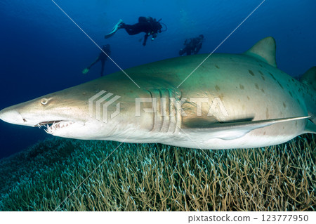 Grey Shark, Ogasawara, Tokyo 123777950