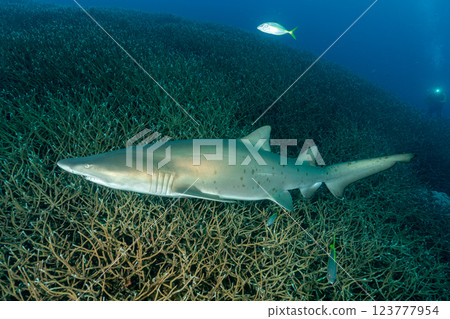 灰鯊,小笠原,東京 灰鯊,小笠原,東京 123777954