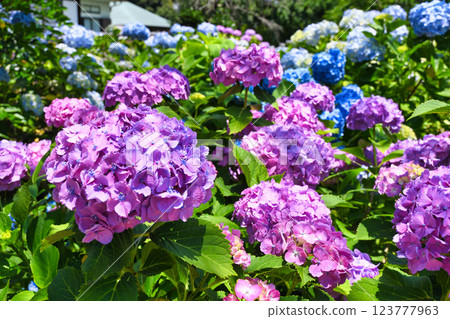 本堂寺的美麗繡球花（千葉縣松戶市） 123777963