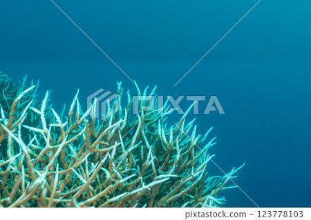 Bleached and dead coral branches, Ogasawara, Tokyo 123778103
