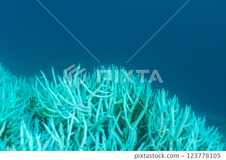 Bleached and dead coral branches, Ogasawara, Tokyo 123778105