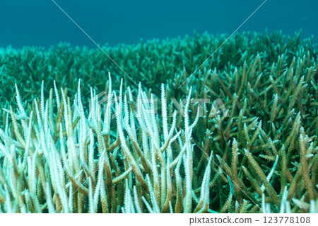 Bleached and dead coral branches, Ogasawara, Tokyo 123778108