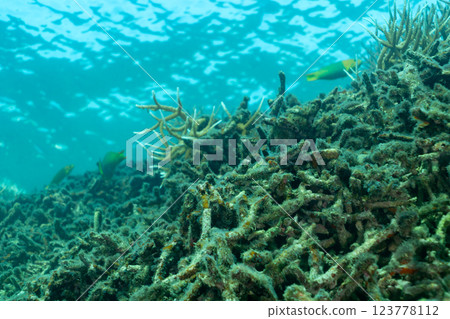 Bleached and dead coral branches, Ogasawara, Tokyo 123778112