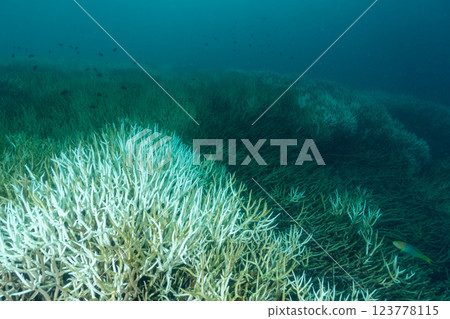 Bleached and dead coral branches, Ogasawara, Tokyo 123778115