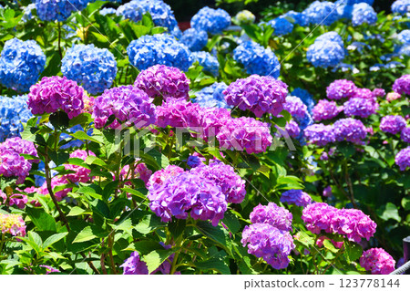 本堂寺的美麗繡球花（千葉縣松戶市） 123778144