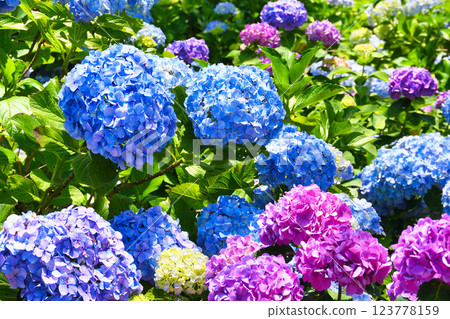 Beautiful hydrangeas at Hondo-ji Temple (Matsudo City, Chiba Prefecture) 123778159