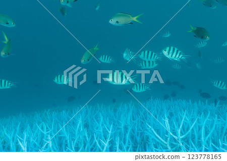 Bleached coral branch, Ogasawara, Tokyo 123778165