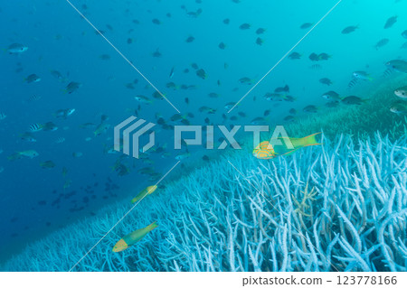 Bleached coral branch, Ogasawara, Tokyo 123778166