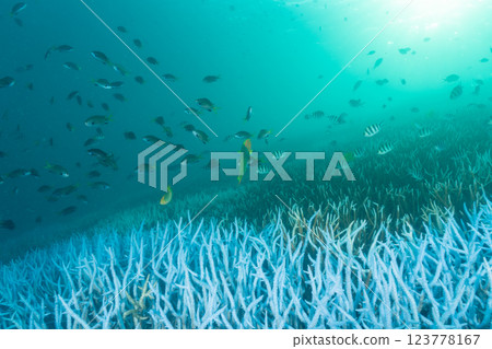 Bleached coral branch, Ogasawara, Tokyo 123778167