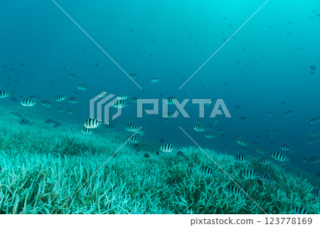 Bleached coral branch, Ogasawara, Tokyo 123778169