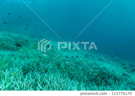 漂白的珊瑚枝,小笠原,東京 漂白的珊瑚枝,小笠原,東京 123778170