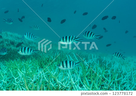 Bleached coral branch, Ogasawara, Tokyo 123778172