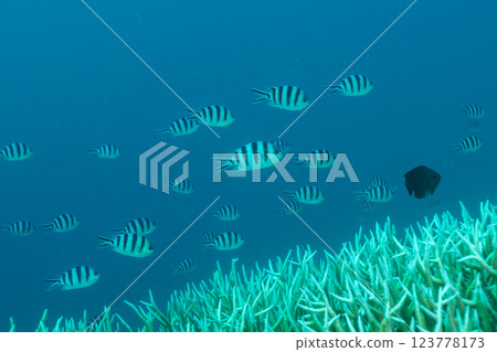 Bleached coral branch, Ogasawara, Tokyo 123778173