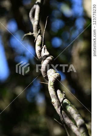 Helpful vines 123778230