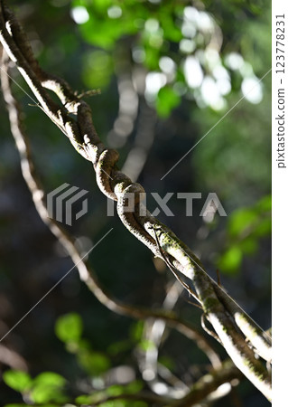 Helpful vines 123778231