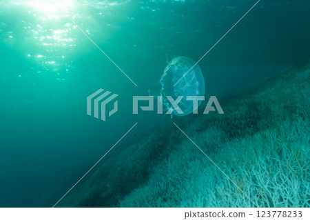 Bleached coral and moon jellyfish, Ogasawara 123778233