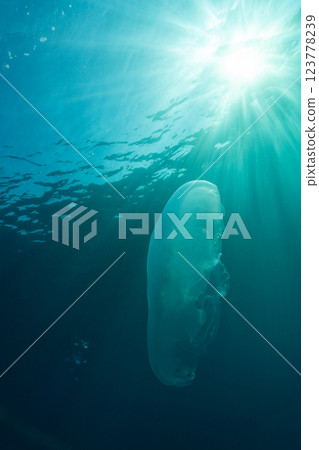 Bleached coral and moon jellyfish, Ogasawara 123778239