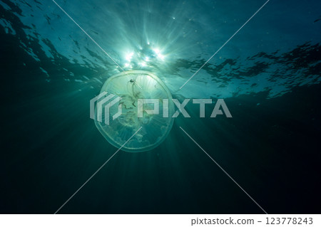 Bleached coral and moon jellyfish, Ogasawara 123778243