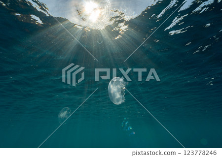 Bleached coral and moon jellyfish, Ogasawara 123778246