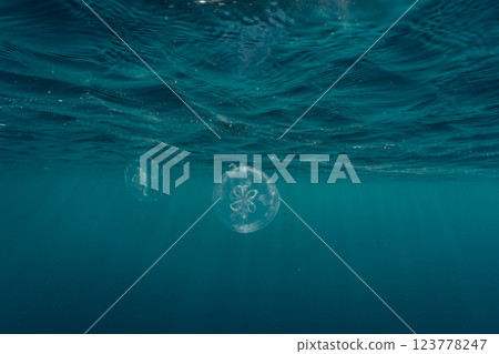 Bleached coral and moon jellyfish, Ogasawara 123778247