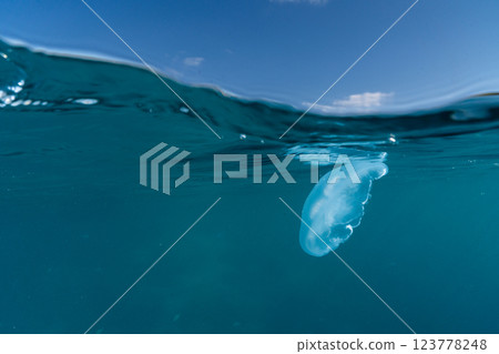 Bleached coral and moon jellyfish, Ogasawara 123778248