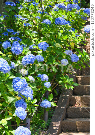 Beautiful hydrangeas at Hondo-ji Temple (Matsudo City, Chiba Prefecture) Beautiful hydrangeas at Hondo-ji Temple (Matsudo City, Chiba Prefecture) 123778249