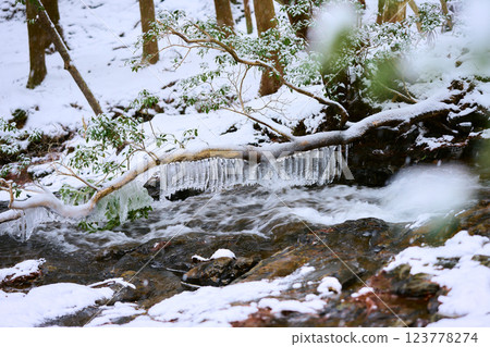 Icicles hanging from a branch 123778274