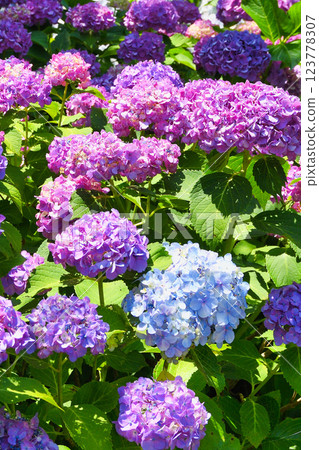 Beautiful hydrangeas at Hondo-ji Temple (Matsudo City, Chiba Prefecture) Beautiful hydrangeas at Hondo-ji Temple (Matsudo City, Chiba Prefecture) 123778307